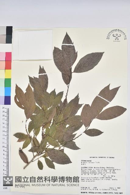 刺杜密藏品圖，第1張