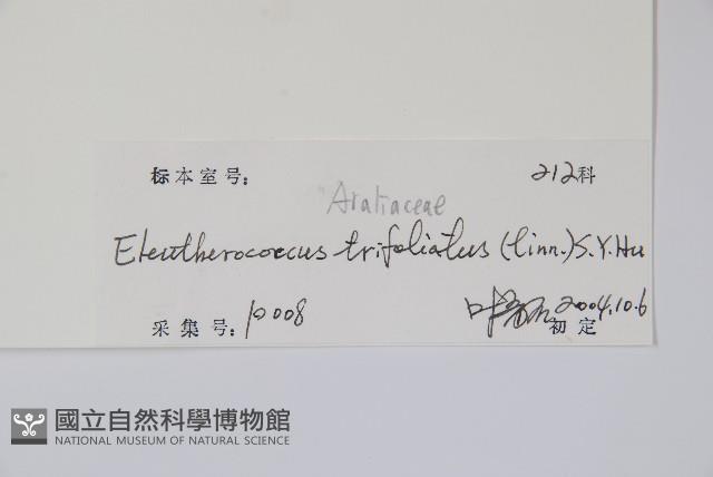 三葉五加藏品圖，第2張