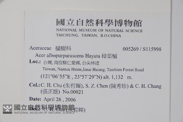 樟葉槭, 飛蛾子樹藏品圖，第2張