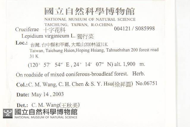 獨行菜藏品圖，第2張