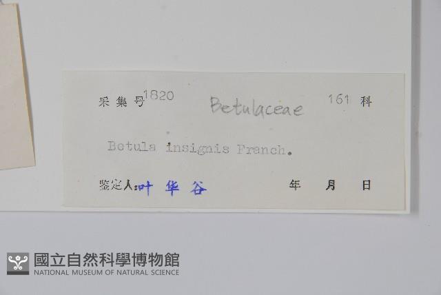 香樺藏品圖，第2張