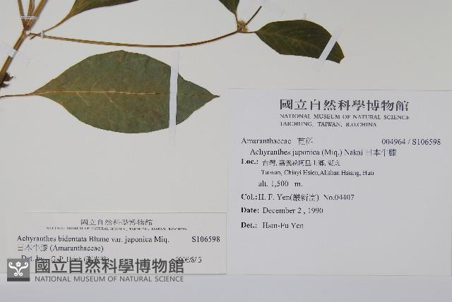 日本牛膝藏品圖，第2張