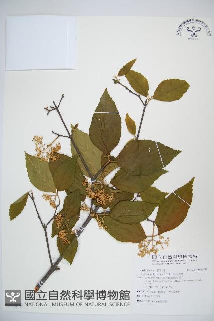 呂宋莢迷藏品圖，第1張