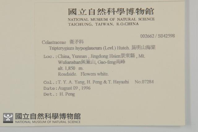 昆明山海棠藏品圖，第2張