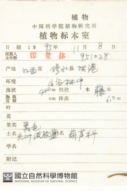 光葉絞股藍藏品圖，第2張