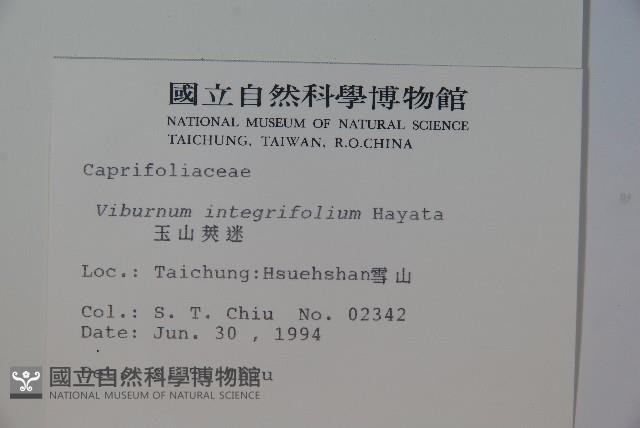 玉山糯米樹、狹葉糯米樹藏品圖，第2張
