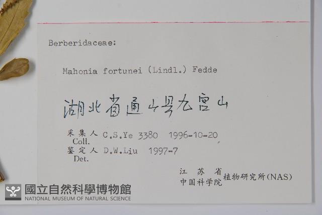 細葉十大功勞藏品圖，第2張