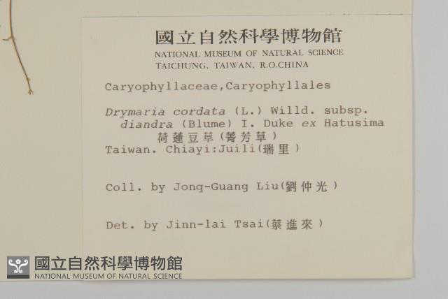 荷蓮豆草、菁芳草藏品圖，第2張