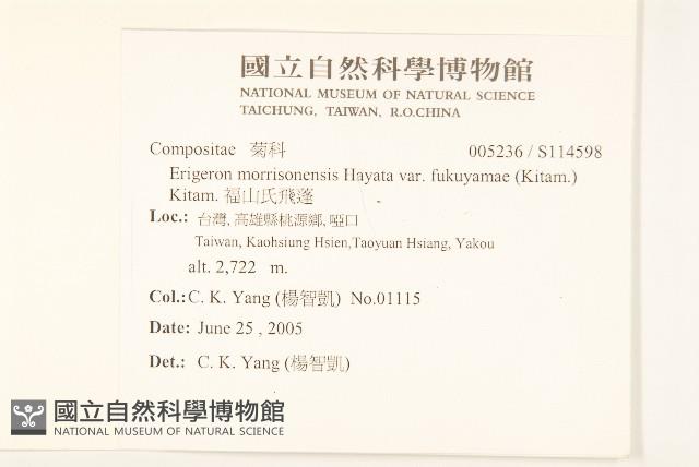 福山氏飛蓬藏品圖，第2張