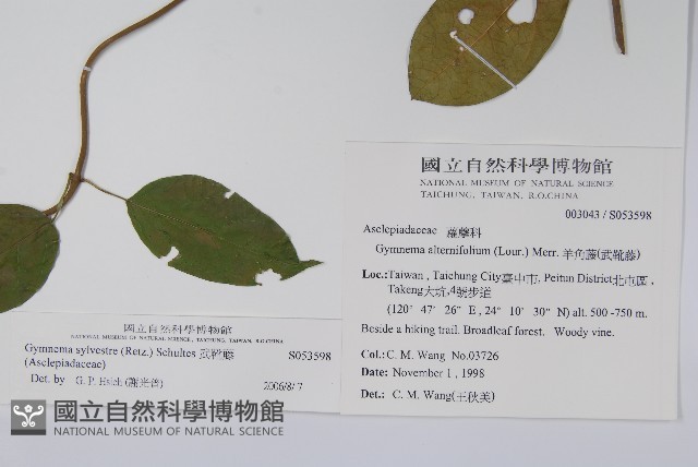 武靴藤藏品圖，第2張
