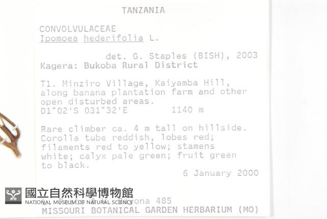 心葉蔦蘿藏品圖，第2張
