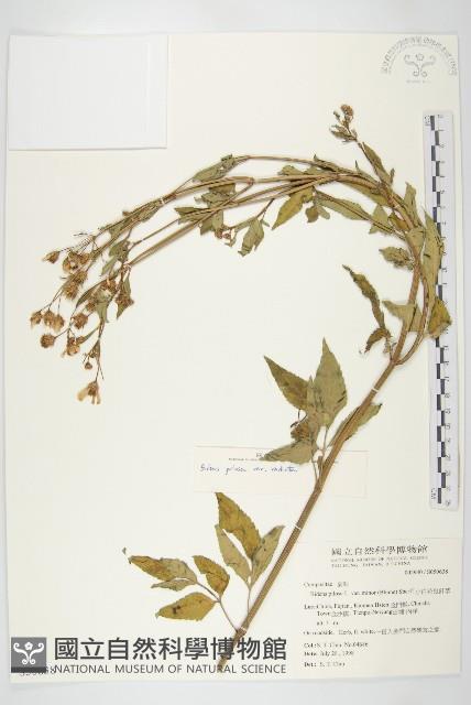 小白花鬼針藏品圖，第4張