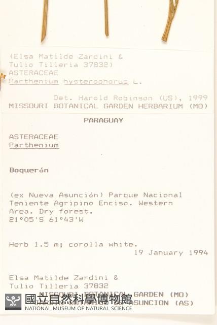 銀膠菊藏品圖，第2張