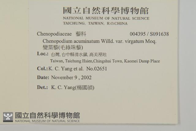 變葉藜、毛綠珠藜藏品圖，第2張