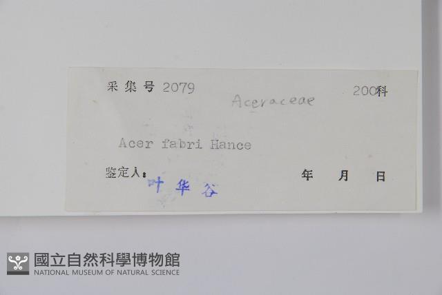 紅翅槭藏品圖，第2張