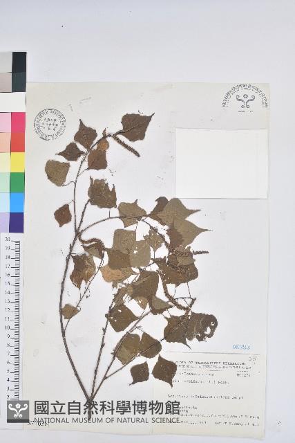 烏臼藏品圖，第1張