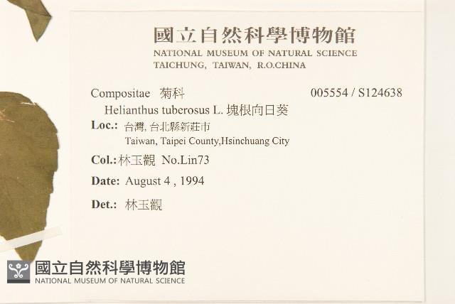 塊根向日葵藏品圖，第2張