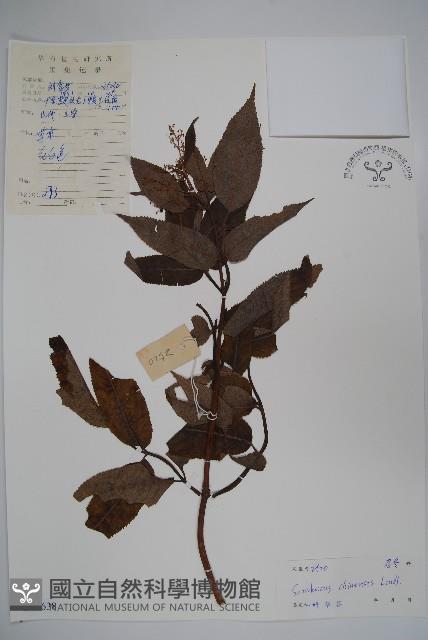 冇骨消藏品圖，第1張