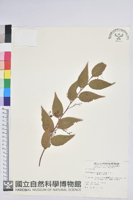 白珠樹藏品圖，第1張