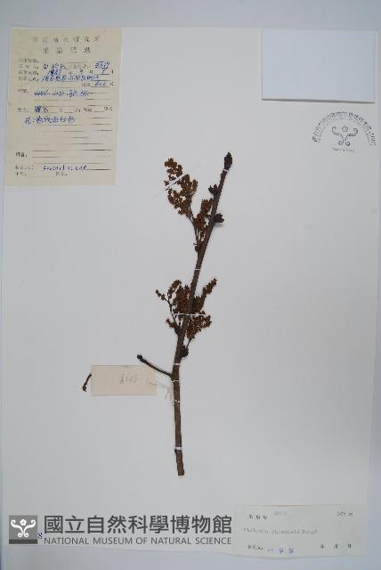 黃連木、爛心木藏品圖，第1張