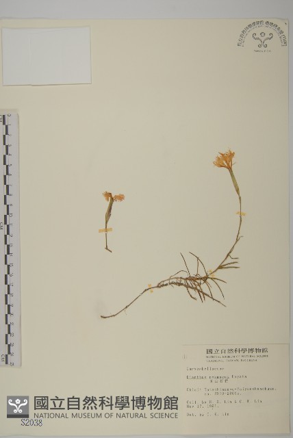玉山石竹藏品圖，第1張