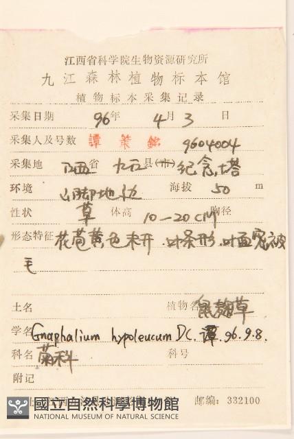 秋鼠麴草藏品圖，第2張