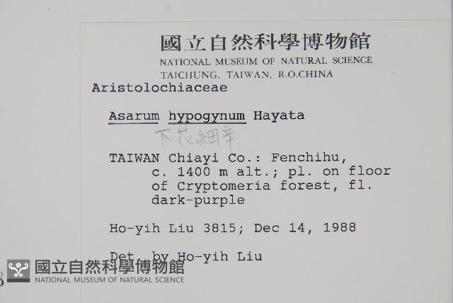 下花細辛藏品圖，第2張