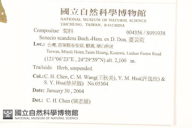 蔓黃菀藏品圖，第2張