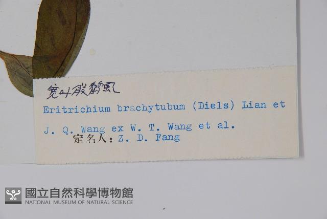 寬葉假鶴虱藏品圖，第2張