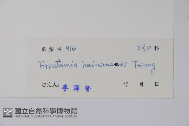 海南狗牙花藏品圖，第2張