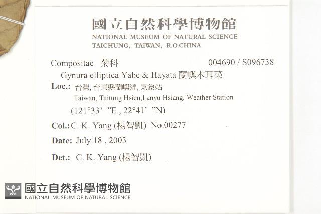 蘭嶼木耳菜藏品圖，第2張