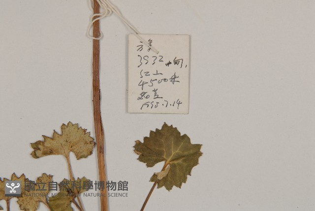 登錄號:S022738藏品圖，第2張