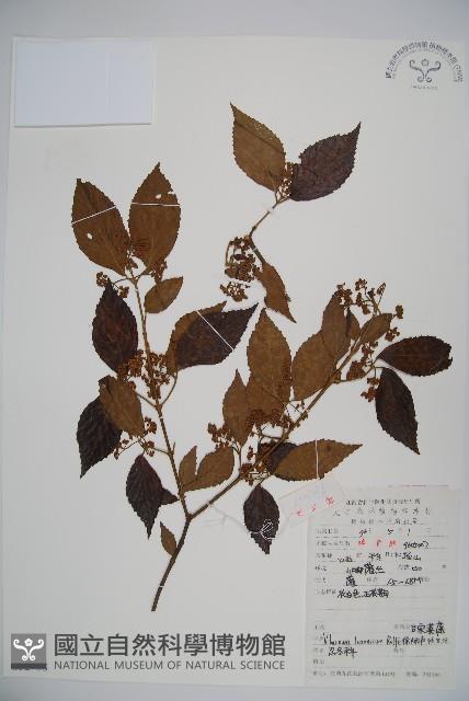 呂宋莢迷藏品圖，第1張