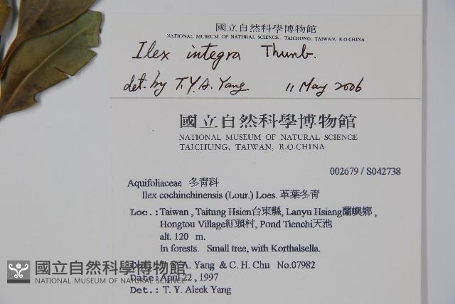 全緣葉冬青藏品圖，第2張