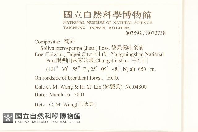 翅果假吐金菊藏品圖，第2張