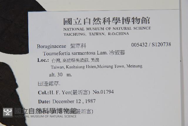 冷飯藤藏品圖，第2張