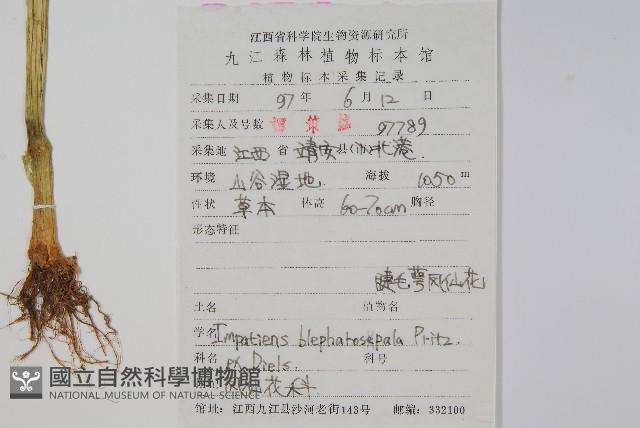 睫毛萼鳳仙花藏品圖，第2張