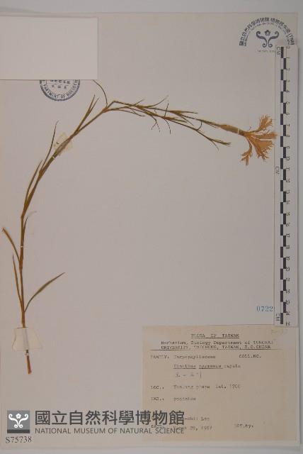 玉山石竹藏品圖，第1張