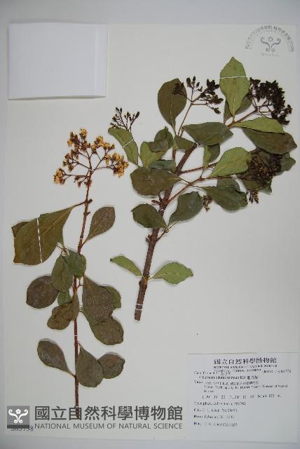 珊瑚樹藏品圖，第1張