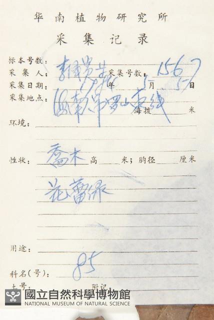 大花五椏果藏品圖，第2張