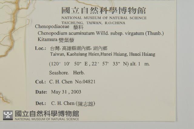 變葉藜藏品圖，第2張