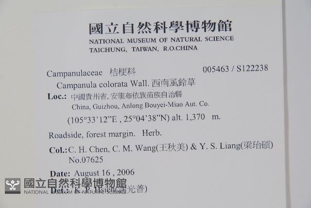 西南風鈴草藏品圖，第2張