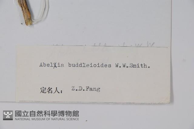 醉魚草狀六道木藏品圖，第2張