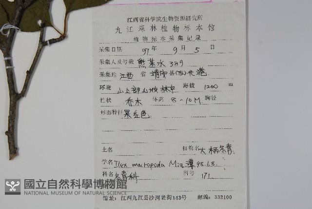 大柄冬青藏品圖，第2張