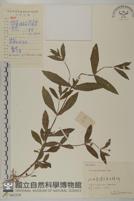 鱧腸藏品圖，第1張