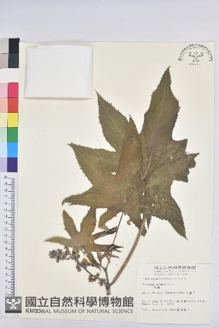 蓖麻藏品圖，第1張