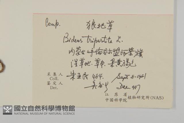 狼把草藏品圖，第2張