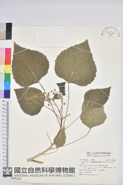 魯花樹藏品圖，第1張