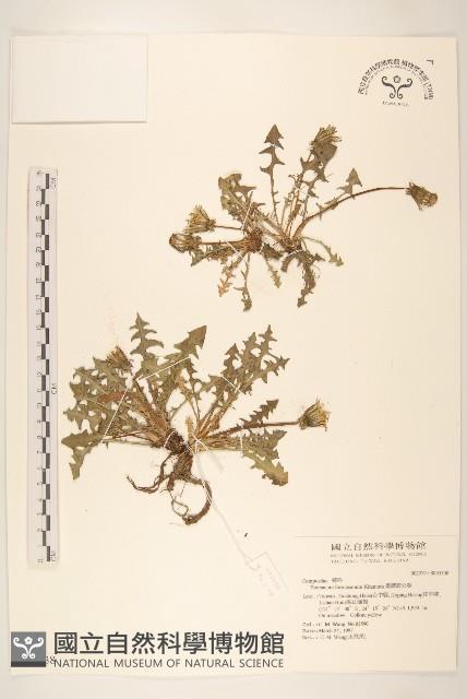 臺灣蒲公英藏品圖，第1張