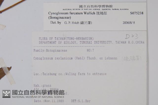 琉璃草藏品圖，第2張